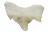 Pathological Otodus Shark Tooth - Morocco #213904-1